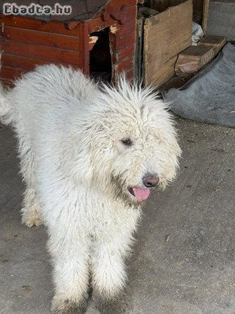 Komondor 8 hetes fajtatiszta kiskutyák