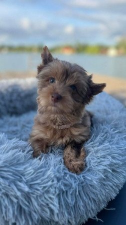 Yorkshire terrier