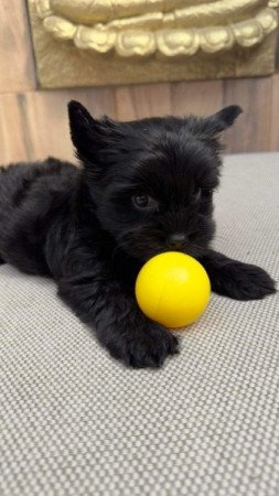 Yorkshire terrier