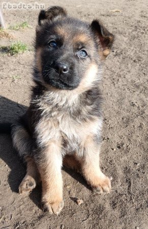 Rajzos német juhászok eladó