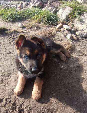 Rajzos német juhászok eladó