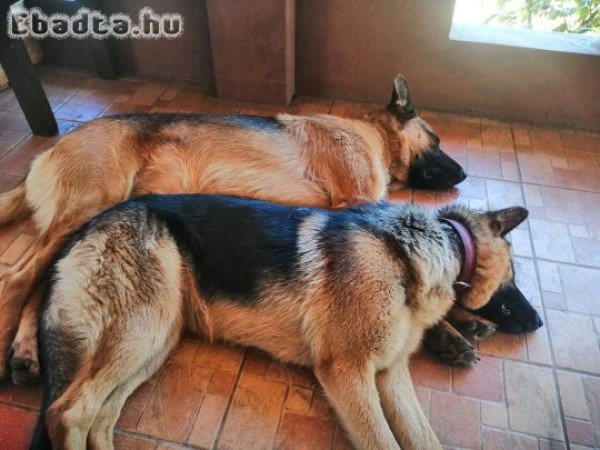 Rajzos német juhászok eladó
