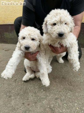 Komondor 8 hetes  kiskutyák