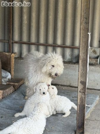 Komondor 8 hetes  kiskutyák