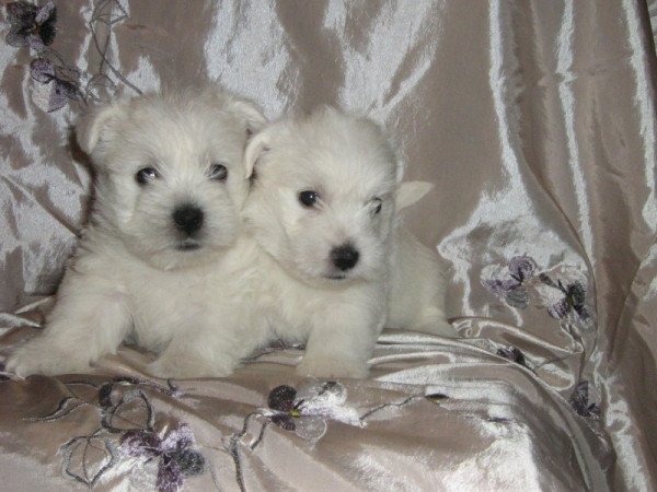 West highland white terrier