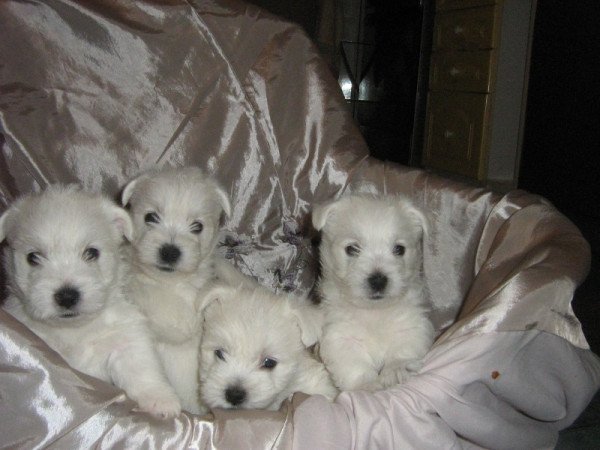 West highland white terrier