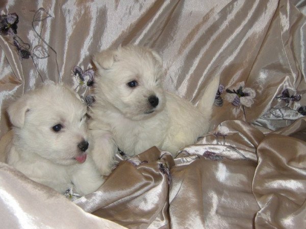 West highland white terrier