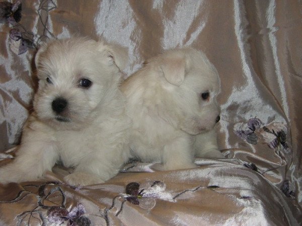 West highland white terrier