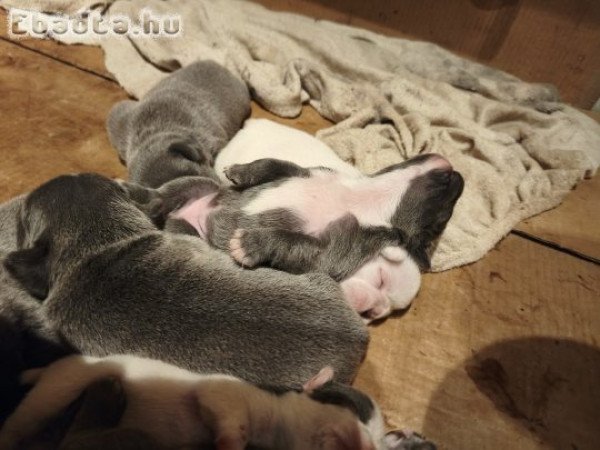 Francia bulldog kiskutyák eladók!