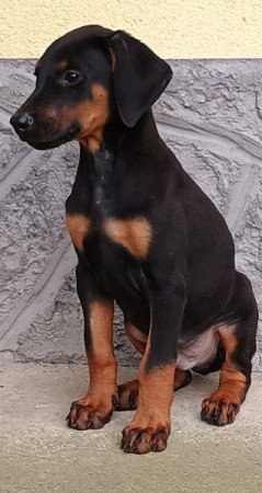 Doberman