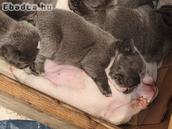 Francia bulldog kiskutyák eladók!