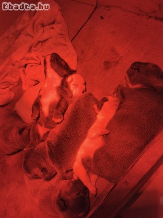 Francia bulldog kiskutyák eladók!