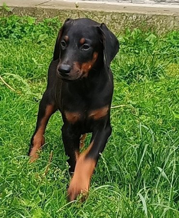 Doberman