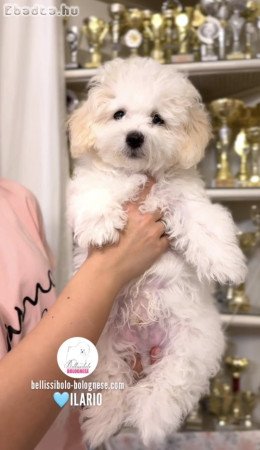 Gyönyörű Bolognese kiskutya