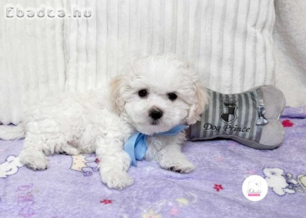 Gyönyörű Bolognese kiskutya