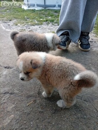 Japán akita kiskutyák