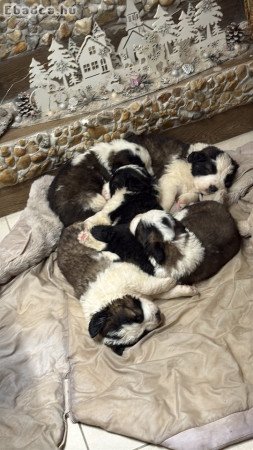 Moszkvai őrkutya mackók