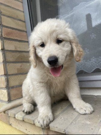 Golden retriever