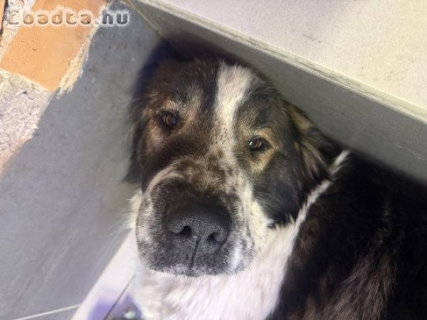 Moszkvai őrkutya mackók