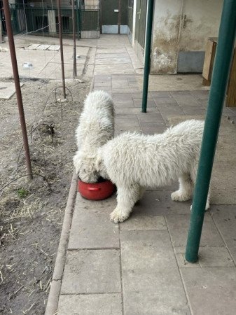 komondor fajta jellegű
