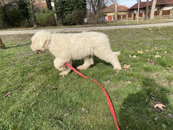 komondor fajta jellegű