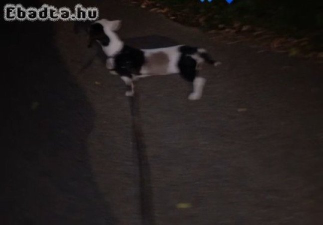 9 hónapos tarka tacskó