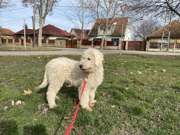 komondor fajta jellegű