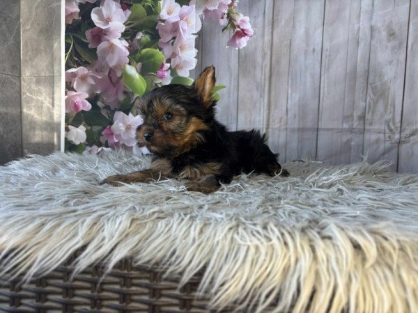 Yorkshire terrier
