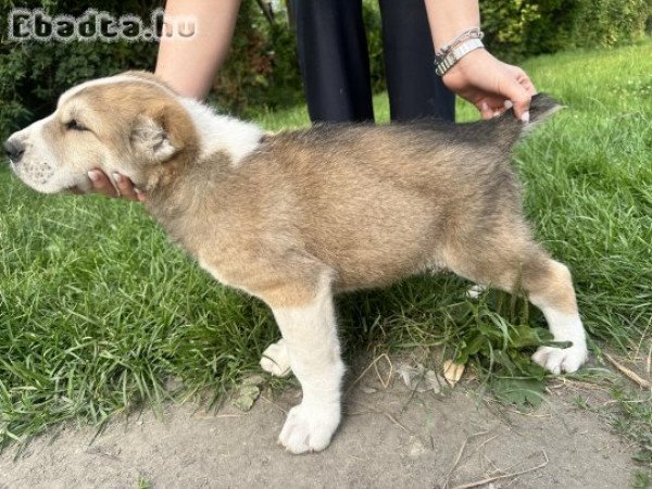 8 hetes közép-ázsiai kiskutyák