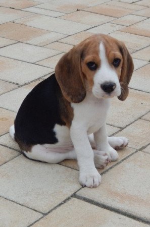 Beagle