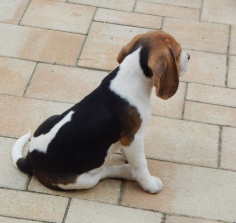 Beagle