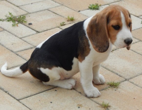 Beagle