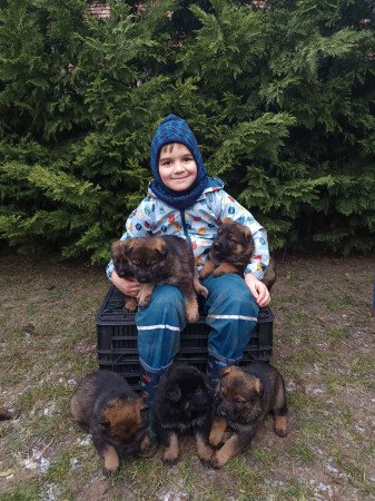 Németjuhász kis szuka kutyák