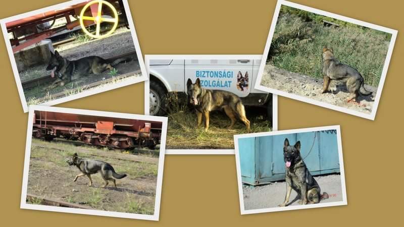 Németjuhász kis szuka kutyák