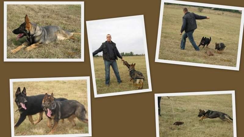 Németjuhász kis szuka kutyák