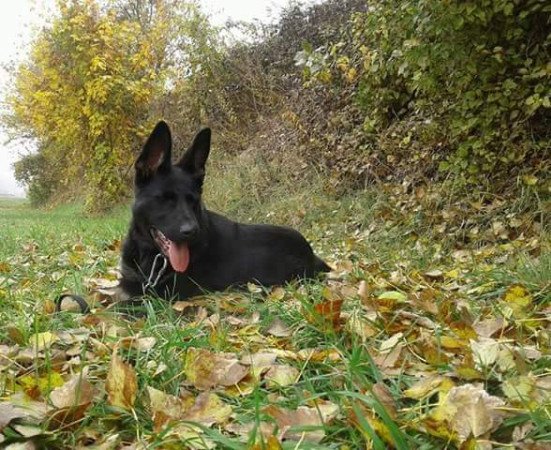 Németjuhász kis szuka kutyák