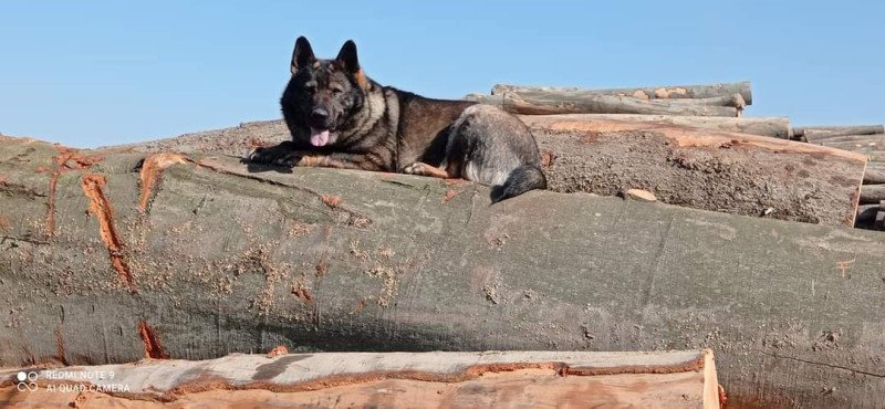 Németjuhász kis szuka kutyák