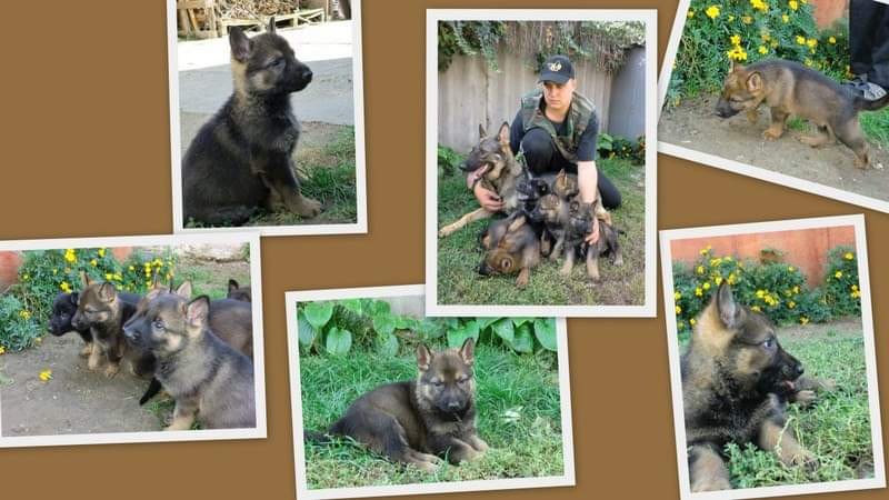 Németjuhász kis szuka kutyák