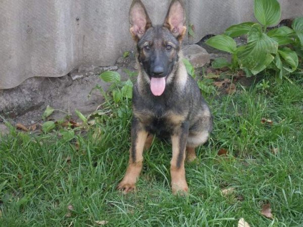 Németjuhász kis szuka kutyák