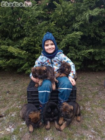 Német juhász szuka kis kutyák