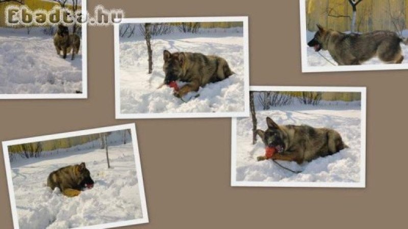 Német juhász szuka kis kutyák