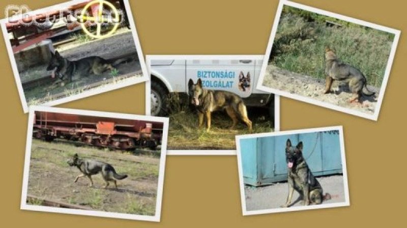 Német juhász szuka kis kutyák