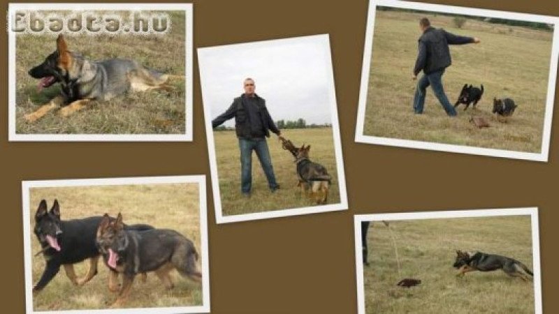 Német juhász szuka kis kutyák