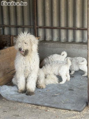 Komondor kölykök