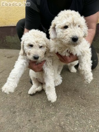 Komondor kölykök
