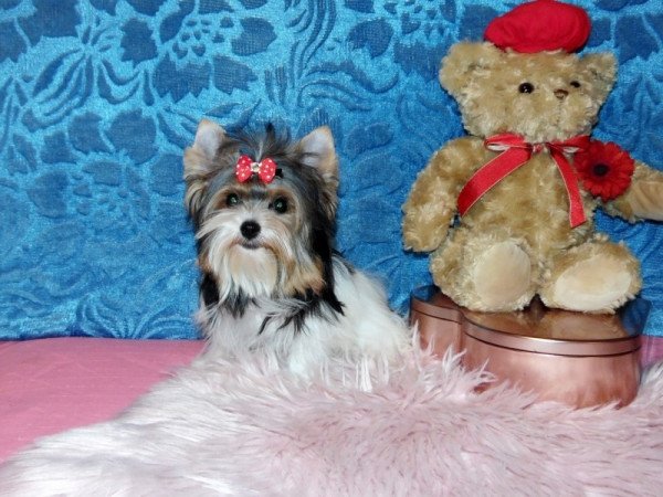 Biewer Yorkshire Terrier Yorki