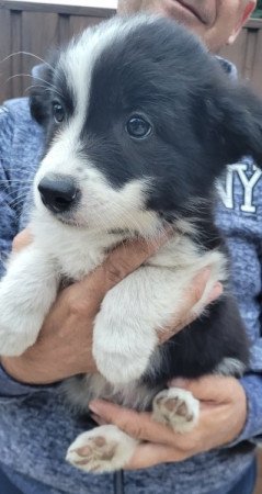 Border Collie