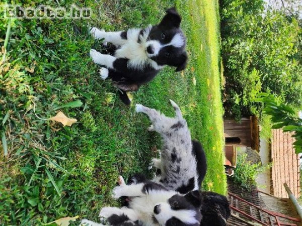 Border collie kiskutyák eladók