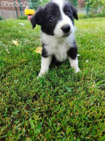 Border collie kiskutyák eladók