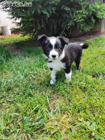 Border collie kiskutyák eladók